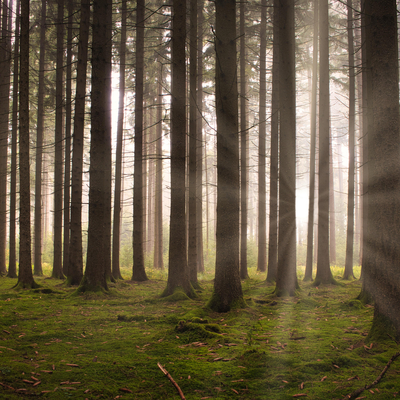 Forest Morning Light Landscape Exterior