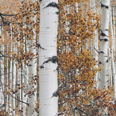 Birch forest autumn scenery exterior