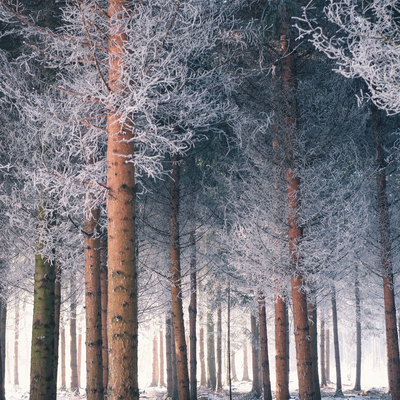 Snow Forest Night Exterior