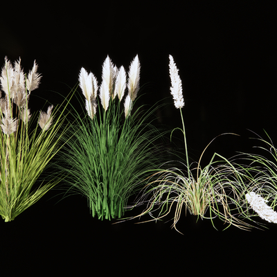 flowers and plants pampas ornamental grass dwarf pampas reed reed landscape grass miscanthus feather grass plants