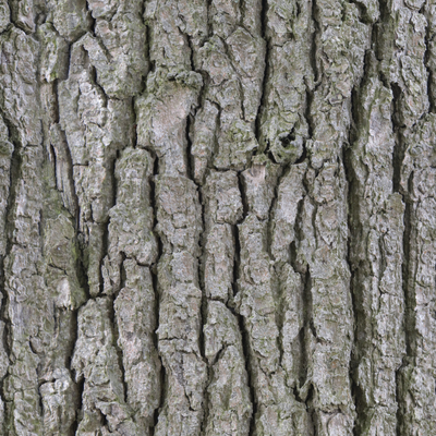 bark forest tree wood tree grain