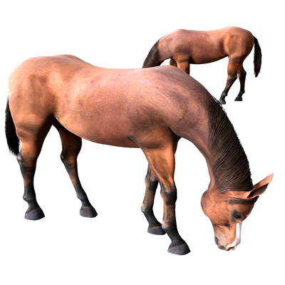 horse brown steed mule donkey