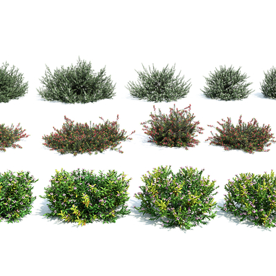 Modelling shrubs pruning shrub hedges