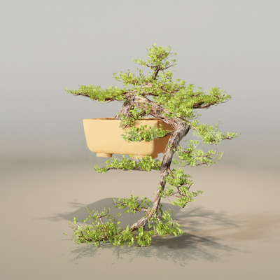 New Chinese Landscape Tree Yingke Pine Garden Tree Potted Plant