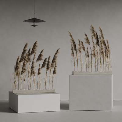 modern reed rice spike wheat spike