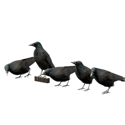 Modern Bird Crow