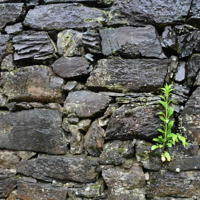 Mao stone wall stone wall moss wall