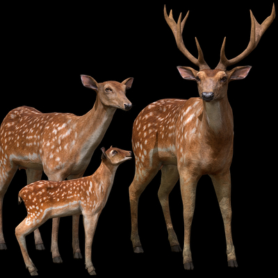 Forest animals Sika deer