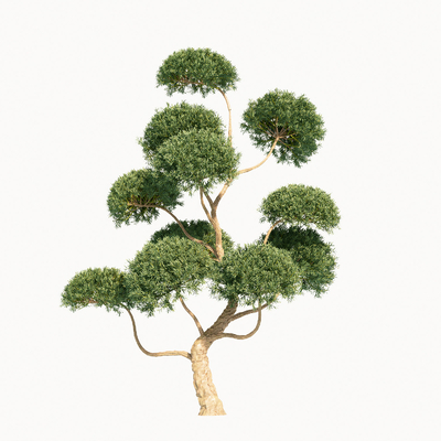 Modern arbor modeling tree pine