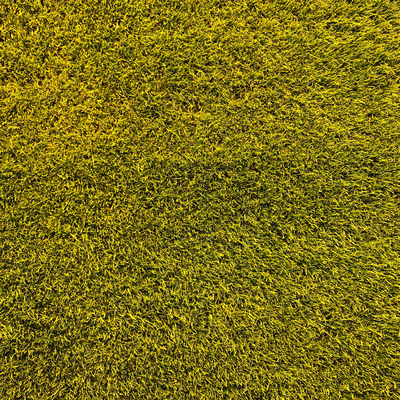 yellow green grass