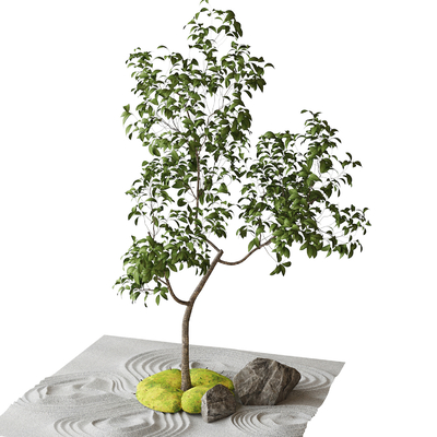 Dry Landscape Bonsai