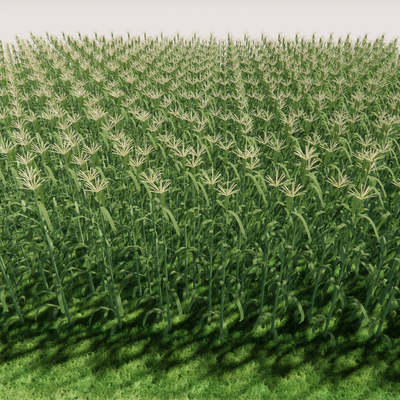 crop corn