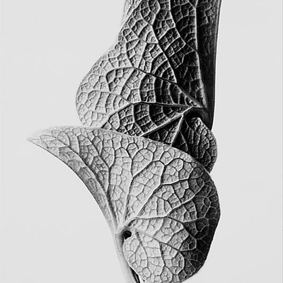 Realistic black and white plant paintings