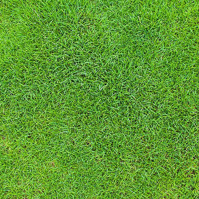 grass lawn turf