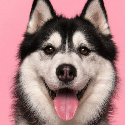 Pet Husky Decorative Painting