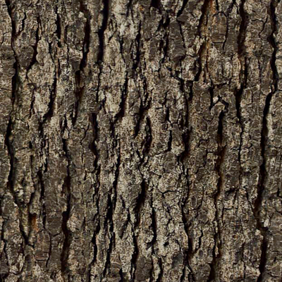 bark trunk