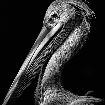 black and white birds platypus