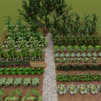 Pomegranate Tree Vegetable Garden Vegetable field