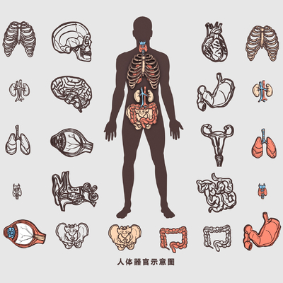 Human Organ Bone Blood Vessel Medical Structure Figure Flat Illustration