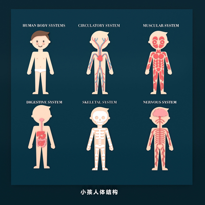 Human Organs Child Bone Blood Vessel Muscle Heart, Liver and Lung Medical Structure