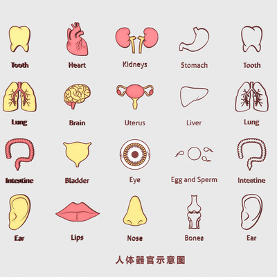 Medical Structure of Human Organs, Skeletal Blood Vessel, Heart, Liver and Lung