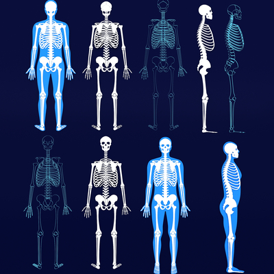 Human Skeleton Skull Spine Joint Medical Wall Chart Skeleton Structure Chart