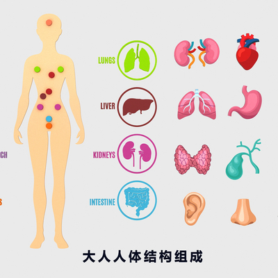 Medical Structure of Human Organs, Bones and Blood Vessels