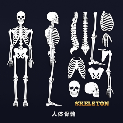 Human Skeleton Skull Spine Joint Medical Wall Chart Skeleton Structure Chart