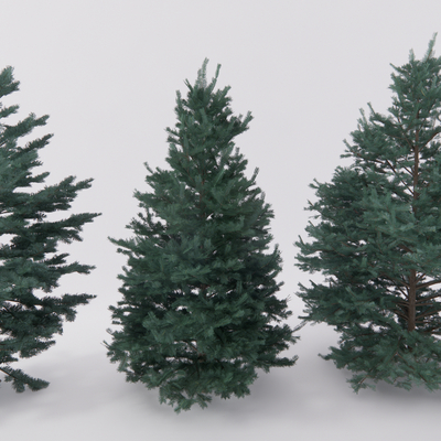 pine white fir conifer