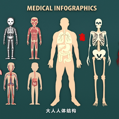 Medical Structure of Human Organs, Skeletal Blood Vessel, Heart, Liver and Lung