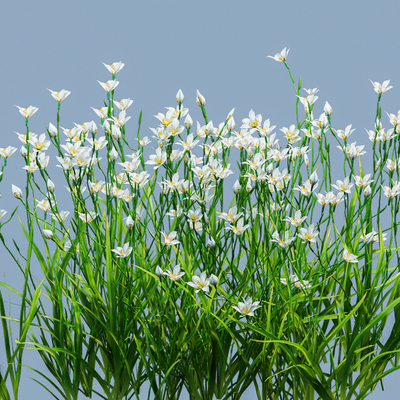 Centurion, onion and orchid grass