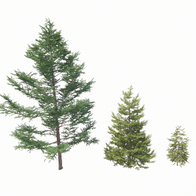 Conifer pine