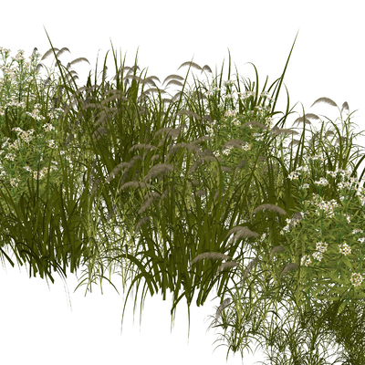 aquatic plants grass weeds