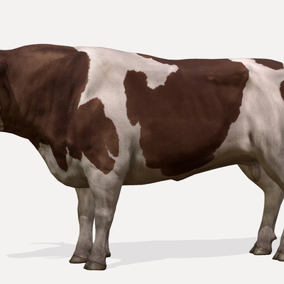 Cow Bull