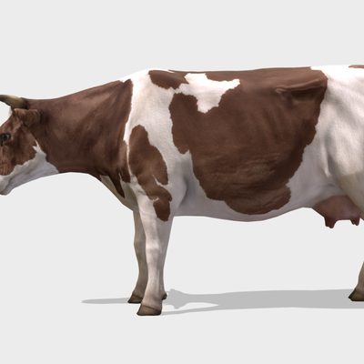 farm animal cow