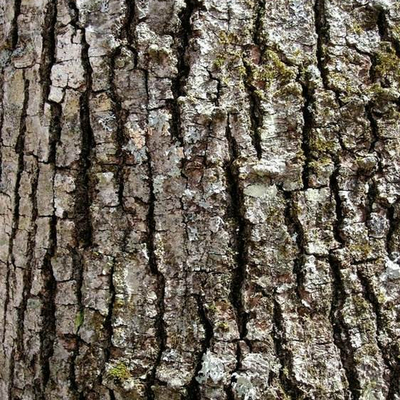 bark