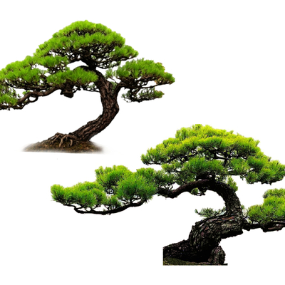 Chinese-style Luo Han Pine Black Pine Shaped Pine