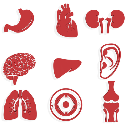 Five Zang-organs and Six Fu-organs, Liver, Gallbladder and Heart Medical Silhouette