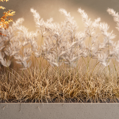 reed plant fennel