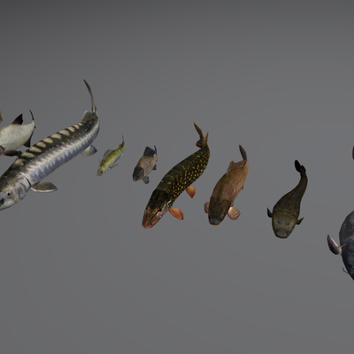 Aquatic animals Fish