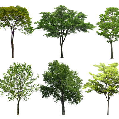 Chinese tallow tree, simple tree, landscape tree, street tree, ancient tree