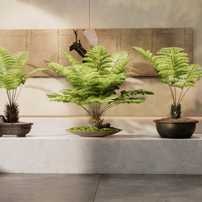 Pot Fern