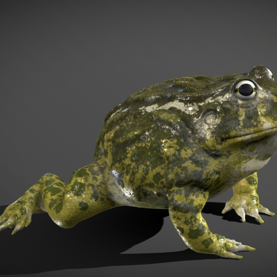 Modern Toad Toad