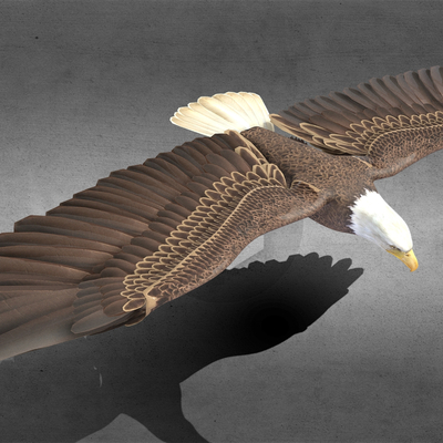 Flying animal eagle bald eagle eagle winged bird raptor