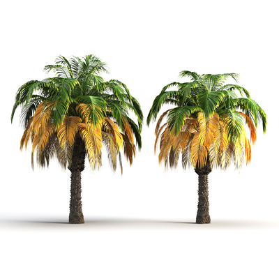 tropical palm tree