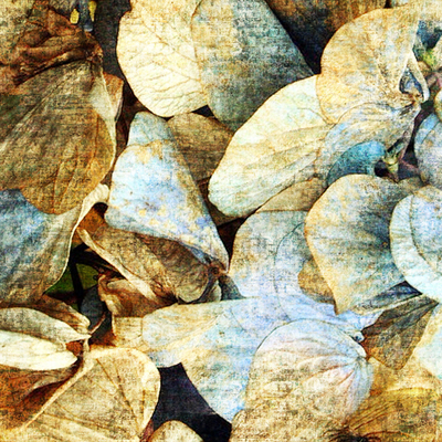 Leaf Wallpaper