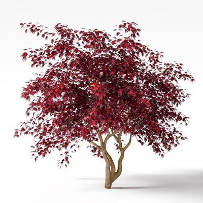 Japanese Landscape Tree Maple