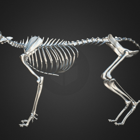 Animal Skeleton Skeleton Sculpture