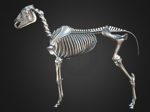 Animal skeleton sculpture