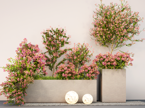 Bougainvillea flower box outside the flower box flowers and plants pile